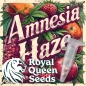 Preview: Amnesia Haze Photo (Photoperiodic Sativa)